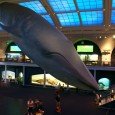 I tempted fate when I was seven. I looked up at the life-sized replica of a blue whale, diving toward the ground in the Hall of Ocean Life in the...