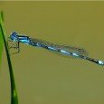 A dragonfly hovered strangely at eye-level outside my car window in August. I thought it must mean that my friend Joan was dead. I was stopped at a red light....