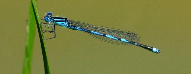 A dragonfly hovered strangely at eye-level outside my car window in August. I thought it must mean that my friend Joan was dead. I was stopped at a red light....